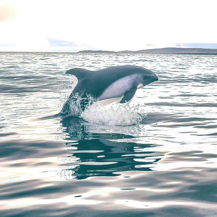 Punta Arenas: Austral Dolphin & Wildlife Watching Boat Tour - Birds, penguins, and the chance of a whale