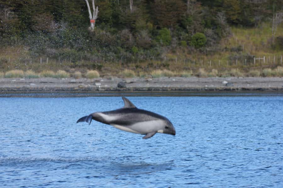 Punta Arenas: Austral Dolphin & Wildlife Watching Boat Tour - The warm finish with tea and homemade jam