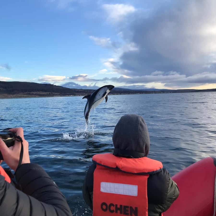 Punta Arenas: Dolphin & Wildlife Watching - Key points before you book