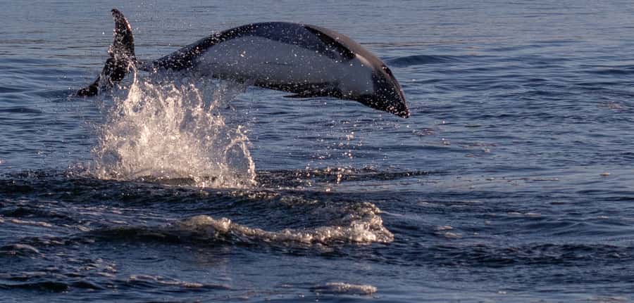 Punta Arenas: Dolphin & Wildlife Watching - Why this is more than a dolphin photo stop
