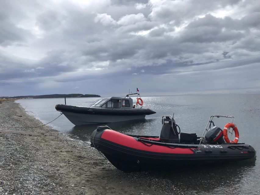 Punta Arenas: Dolphin & Wildlife Watching - Should you book the Punta Arenas dolphin trip?