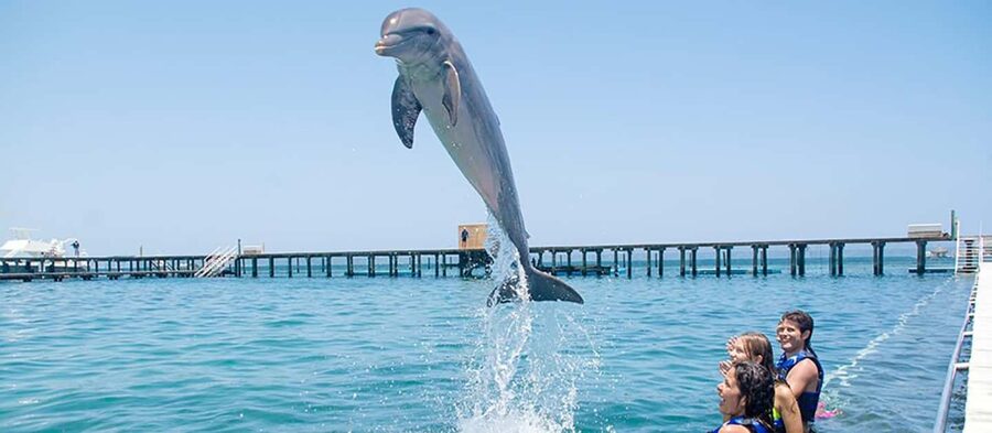 Punta Cana Dolphin Adventure: 40-Minute Interaction - Who will enjoy this dolphin interaction most