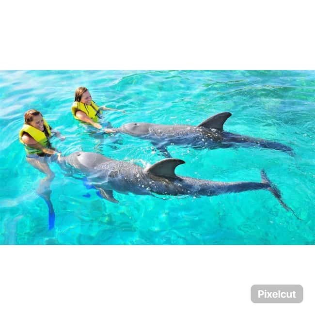 Punta Cana: Dolphin Explorer Park Entry, Swim, or Encounter - Sea lions, birds, and Pirate Island