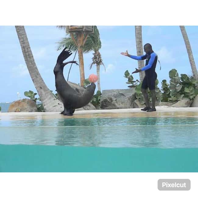 Punta Cana: Dolphin Explorer Park Entry, Swim, or Encounter - Waiting time and the real schedule