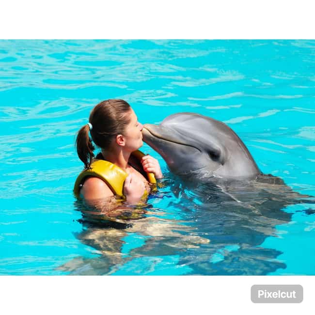 Punta Cana: Dolphin Explorer Park Entry, Swim, or Encounter - Photos and the extra-cost pressure