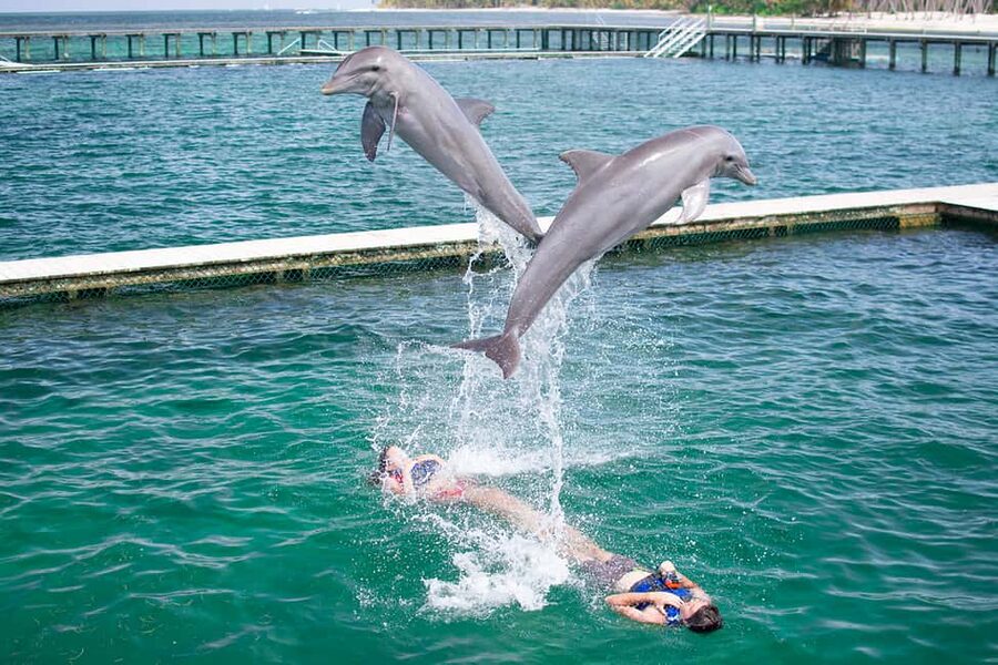 Punta Cana: Dolphin Explorer Swims and Interactions - Key points to know before booking