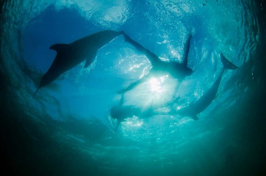 Punta Cana: Dolphin Explorer Swims and Interactions - Who should book this Punta Cana activity