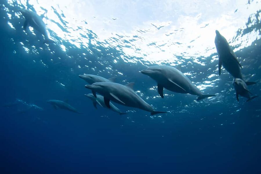 Punta Cana: Dolphin Explorer Swims and Interactions - Excellence Swim and the foot push