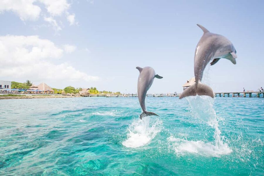 Punta Cana: Dolphin Explorer Swims and Interactions - The conservation lesson is worth your attention