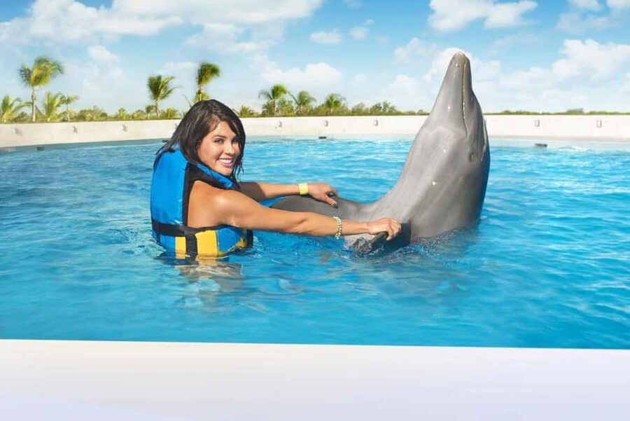 Punta Cana: Dolphin Interaction Experience & Hotel Transfers - The first close encounter with a Punta Cana dolphin