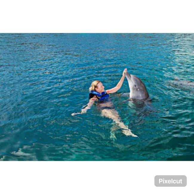Punta Cana: Dolphin Park Entry and Swim with Dolphins - The Sea Lion Show Adds a Second Act