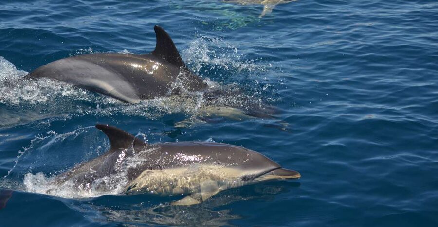 Quarteira: Algarve Coast, Caves and Dolphin Watching Cruise - Key points at a glance