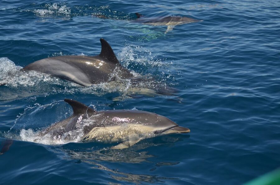Quarteira: Algarve Coast, Caves and Dolphin Watching Cruise - The Algarve coast looks different from the sea