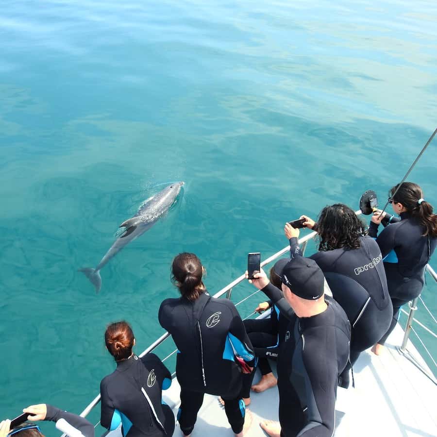 Queenscliff Harbour: 3.5hr Seal & Dolphin Snorkelling Tour - Key points at a glance