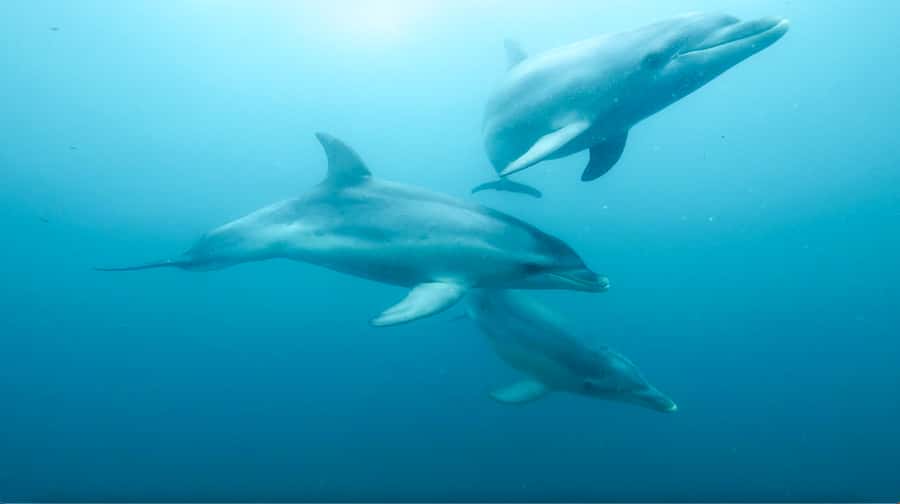 Queenscliff Harbour: 3.5hr Seal & Dolphin Snorkelling Tour - Meeting the fur seals at Chinaman’s Hat