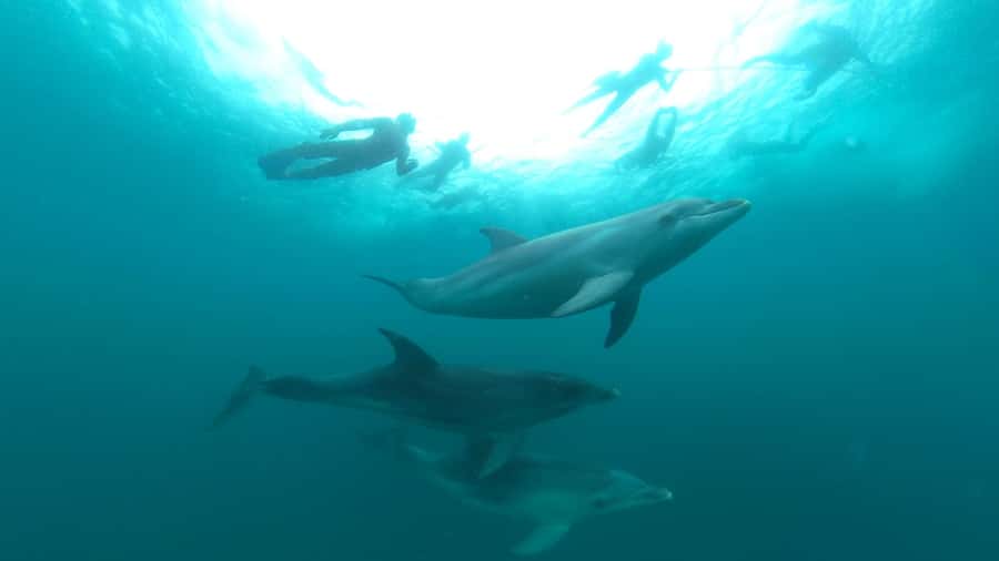 Queenscliff Harbour: 3.5hr Seal & Dolphin Snorkelling Tour - Searching Port Phillip Bay for dolphins