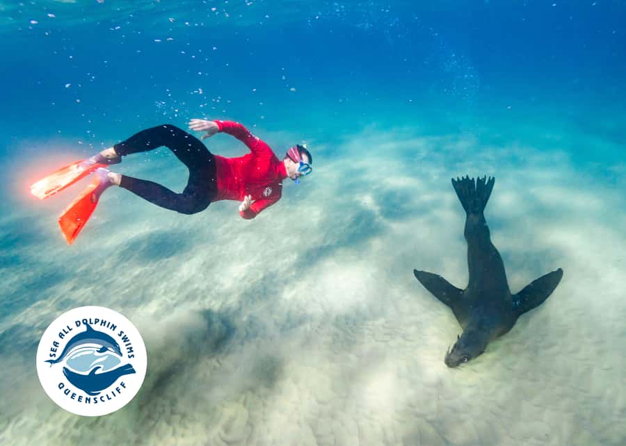 Queenscliff Harbour: 3.5hr Seal & Dolphin Snorkelling Tour - What the 3.5-hour schedule feels like