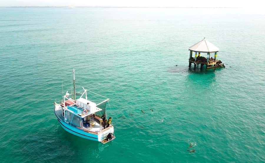 Queenscliff Harbour: 3.5hr Seal & Dolphin Snorkelling Tour - Starting gently at Popes Eye