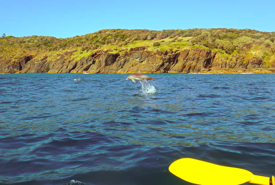 Rainbow Beach: Kayaking with Dolphins and Beach 4WD Tour - Why the 4WD ride adds real value