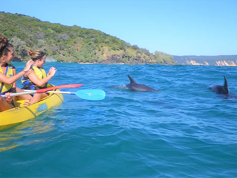 Rainbow Beach: Kayaking with Dolphins and Beach 4WD Tour - Dolphins, turtles, whales, and the luck of the day