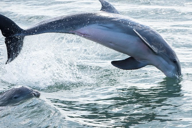 Red Boat Tours - Dolphin Odyssey and Sightseeing Tour - Key things to know before boarding