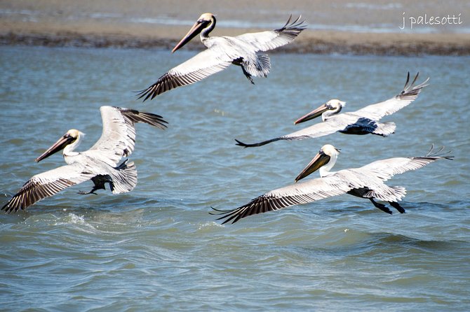 Red Boat Tours - Dolphin Odyssey and Sightseeing Tour - From Vilano Beach to St. Augustine’s waterfront