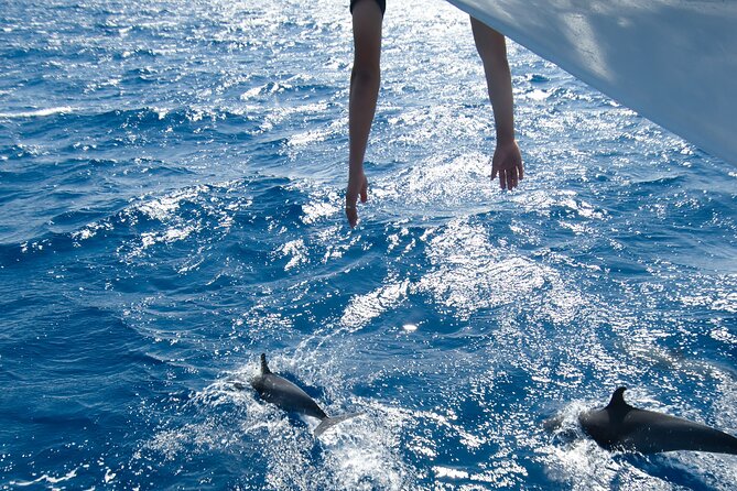 Red Sea Wonders Dolphin House Snorkeling Cruise & Lunch_ Hurghada - Setting out from Hurghada at 8:00 am