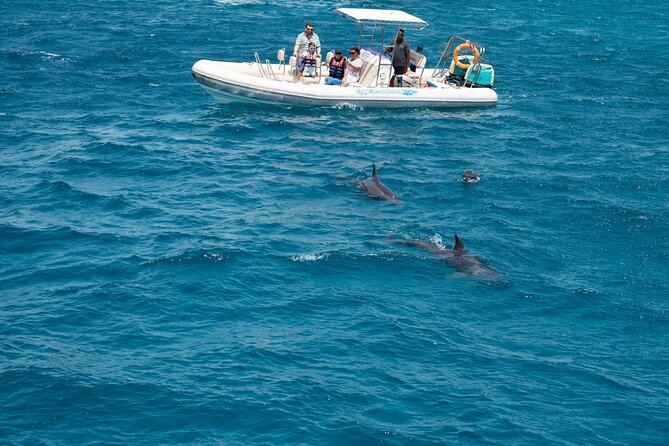 Red Sea Wonders Dolphin House Snorkeling Cruise & Lunch_ Hurghada - Who will enjoy this cruise most