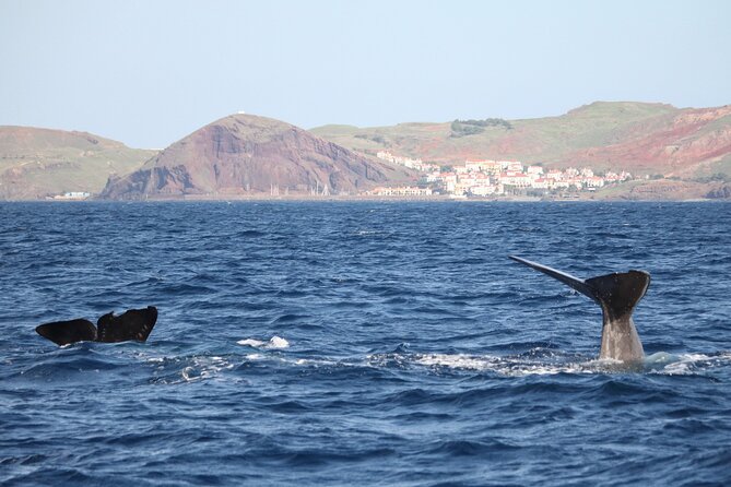Responsible Whales and/or Dolphins Watching Tour - Key points before you book