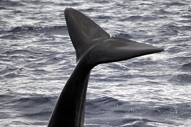 Responsible Whales and/or Dolphins Watching Tour - What you might see at sea