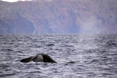 Responsible Whales and/or Dolphins Watching Tour