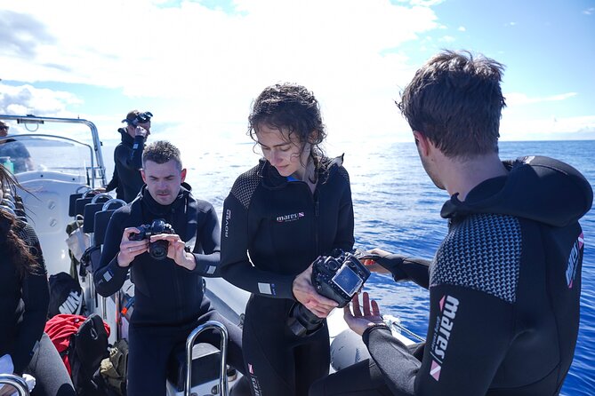 Responsible Whales and/or Dolphins Watching Tour - A guide who explains more than names