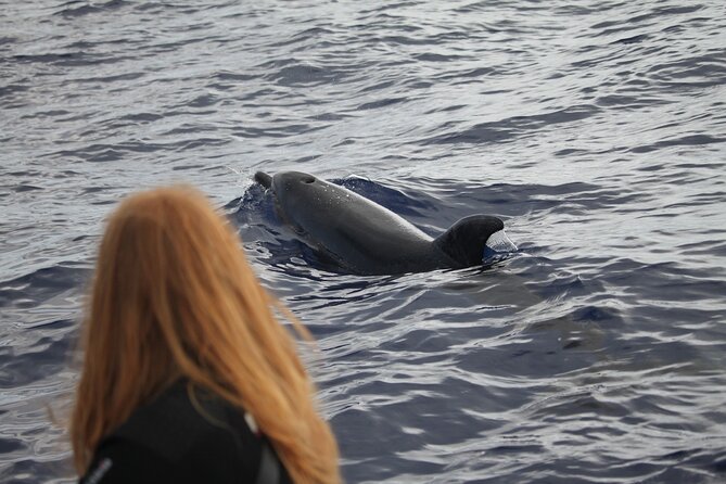 Responsible Whales and/or Dolphins Watching Tour - The speedboat tradeoff: reach versus comfort