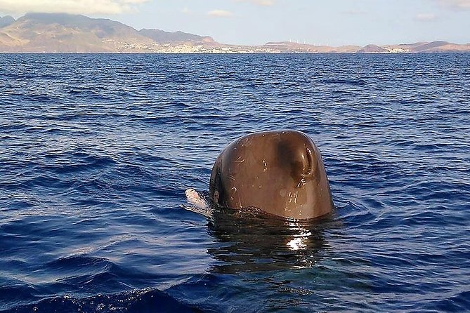 Responsible Whales and/or Dolphins Watching Tour - Two hours that can feel short or long