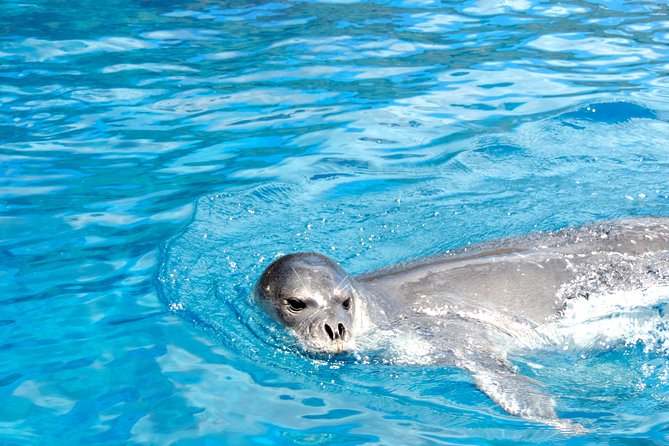 Responsible Whales and/or Dolphins Watching Tour - Who should choose Blue Safari Madeira