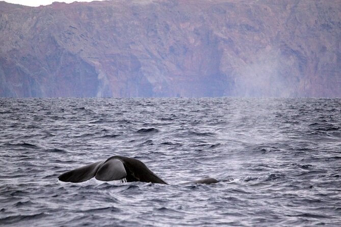 Responsible Whales and/or Dolphins Watching Tour - Searching Madeira’s productive whale waters