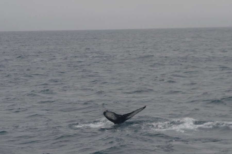 Reykjavik: Whale Watching and Dolphin Watching Yacht Cruise - Key points at a glance