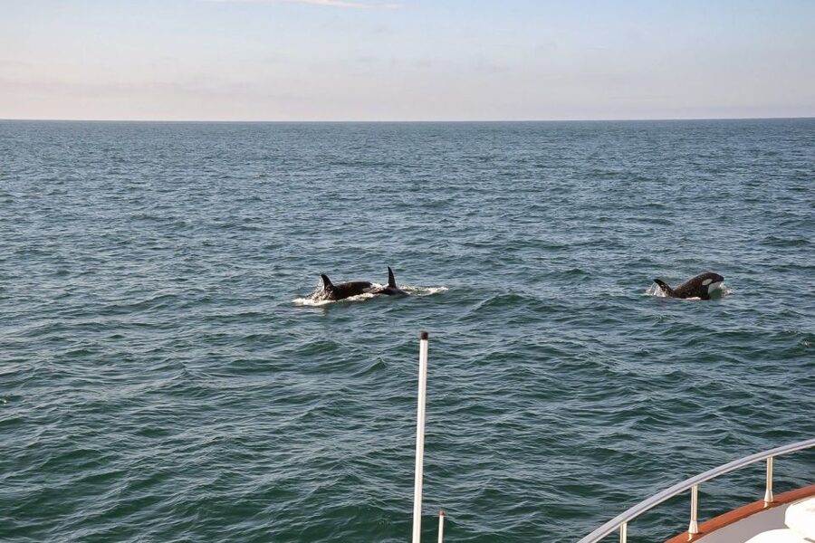 Reykjavik: Whale Watching and Dolphin Watching Yacht Cruise - Booking details that affect your day