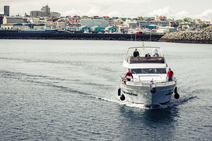 Reykjavik: Whale Watching and Dolphin Watching Yacht Cruise - What you might see in three hours