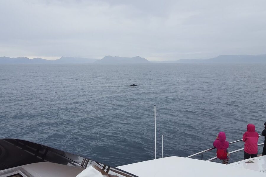 Reykjavik: Whale Watching and Dolphin Watching Yacht Cruise - Summer puffins and winter whale watching