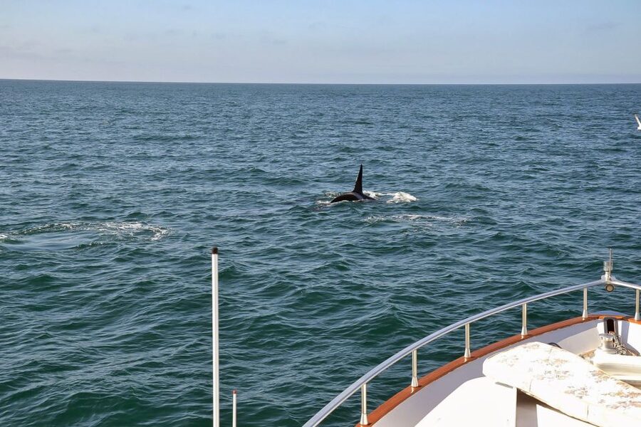 Reykjavik: Whale Watching and Dolphin Watching Yacht Cruise - A respectful approach to the whales