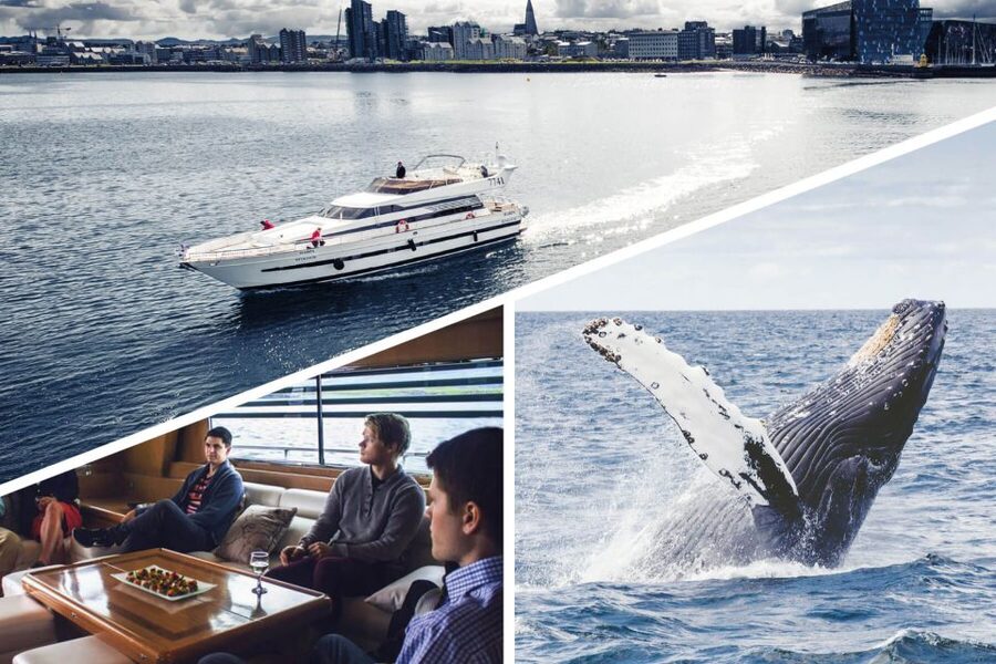 Reykjavik: Whale Watching and Dolphin Watching Yacht Cruise - Handling seasickness and changing weather