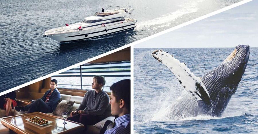 Reykjavik: Whale Watching and Dolphin Watching Yacht Cruise - The first search across Faxafloi Bay