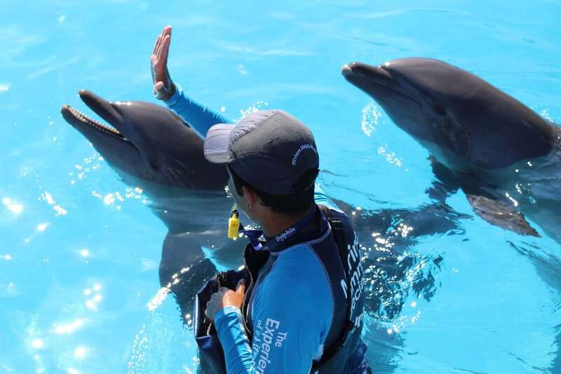 Riviera Maya: Dolphin Encounter with Beach Club Access - Who Will Enjoy This Most?