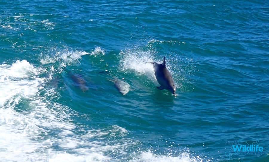 Rockingham: Shoalwater Islands, Dolphins, and Sea Lions Tour - A one-hour cruise through Shoalwater Islands Marine Park