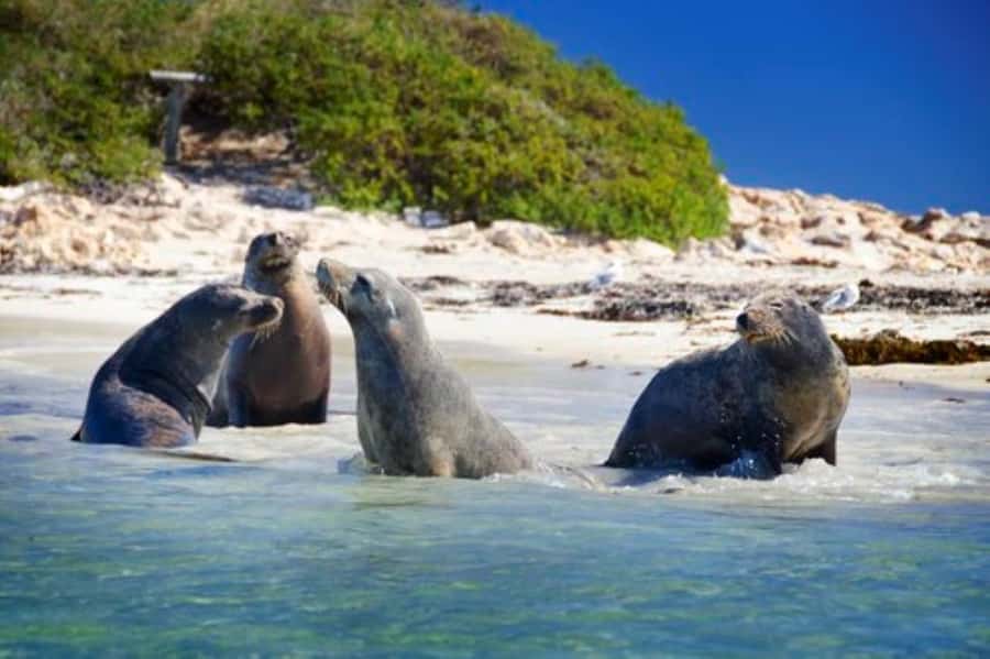 Rockingham: Shoalwater Islands, Dolphins, and Sea Lions Tour - What you see around Penguin, Seal, and Bird Islands
