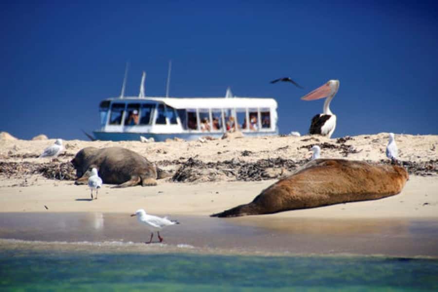 Rockingham: Shoalwater Islands, Dolphins, and Sea Lions Tour - Sea lions, pelicans, and birds of prey