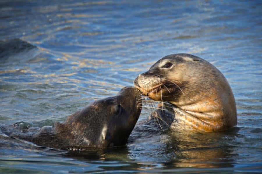 Rockingham: Shoalwater Islands, Dolphins, and Sea Lions Tour - When weather or closures change the plan