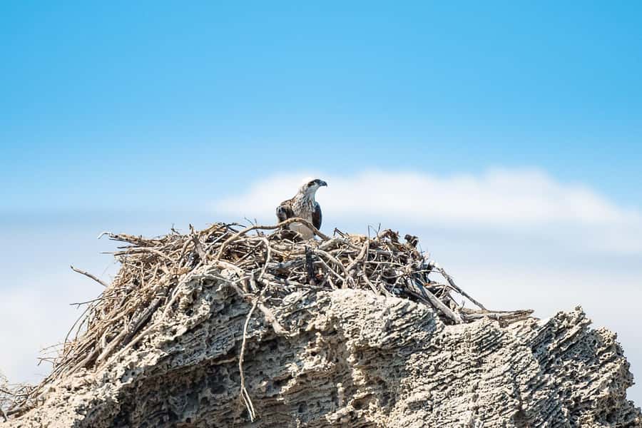 Rockingham: Shoalwater Islands, Dolphins, and Sea Lions Tour - Who will enjoy this cruise most