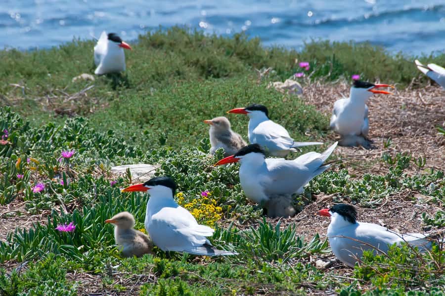 Rockingham: Shoalwater Islands, Dolphins, and Sea Lions Tour - Leaving from Penguin Island Visitors Centre